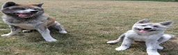 Japanese Akita Inu dogs for sale: Beautiful RKC akita puppies full pedigree  - Advert 6