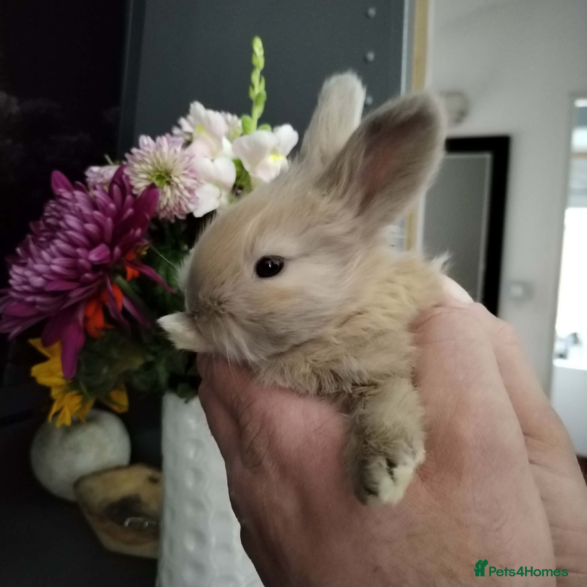 Angora rabbits Pure Breed Full Face Angora Kits  - Advert 6