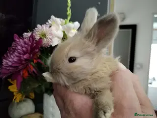 Angora rabbits Pure Breed Full Face Angora Kits - Advert 9