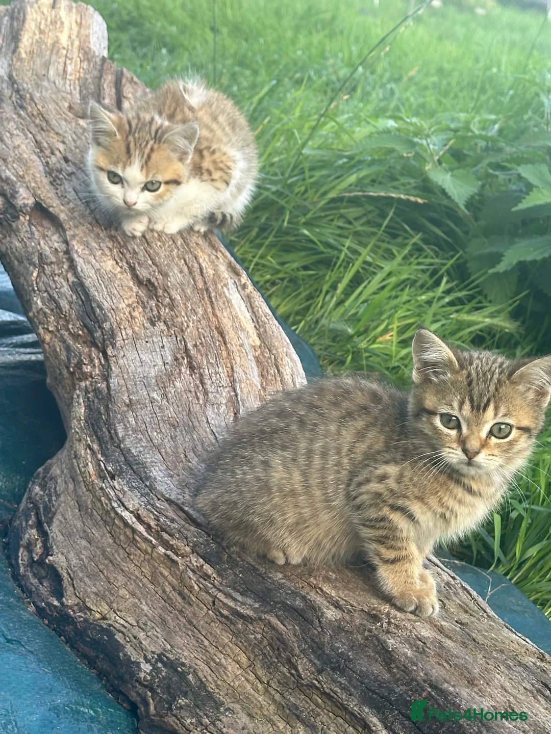 British Shorthair cats for sale: British shorthair mix - Advert 1