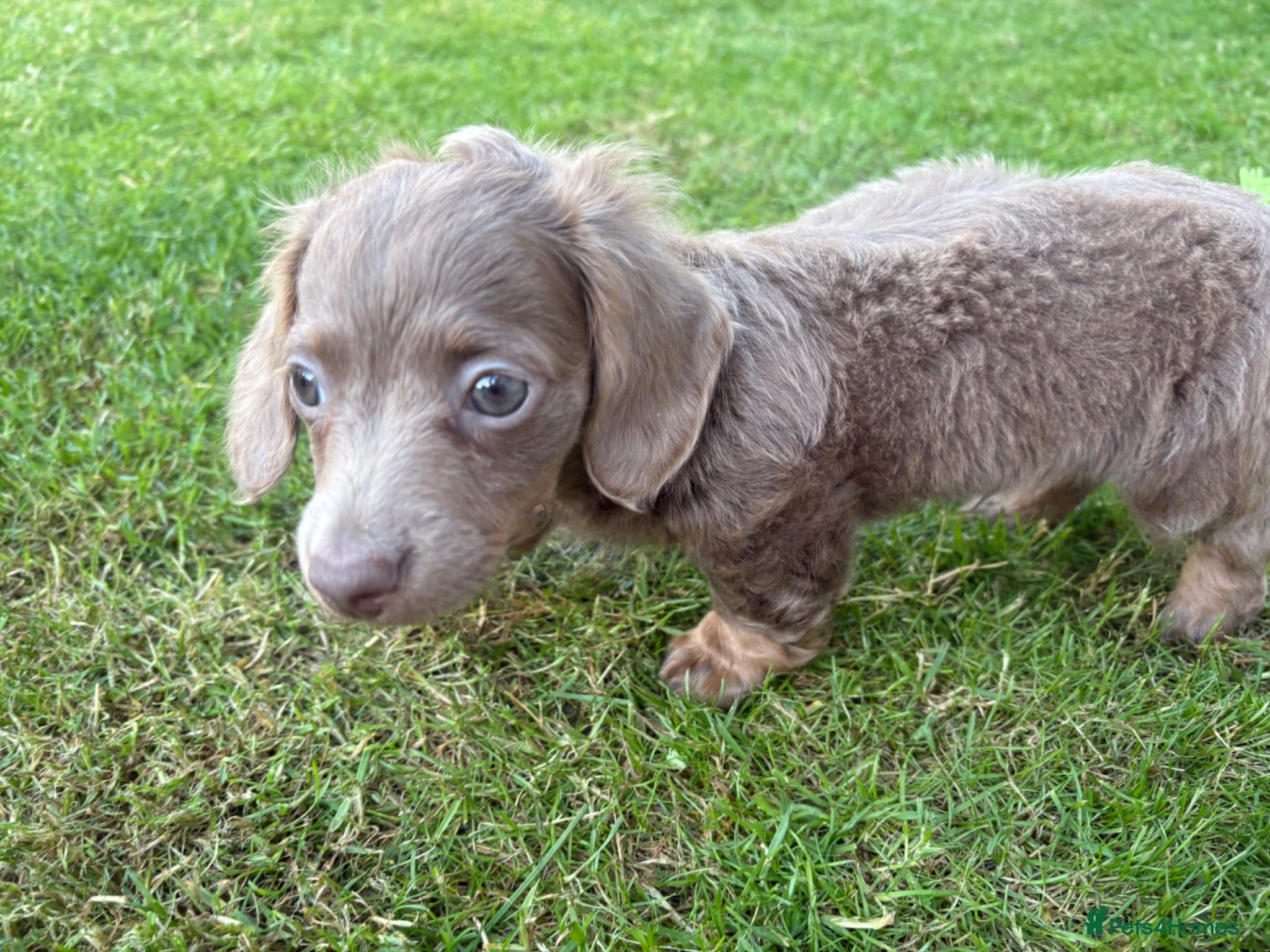 Miniature Dachshund dogs ♥️ Isabella miniature dachshunds ❤️ - Advert 2