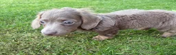 Miniature Dachshund dogs for sale: ♥️ long haired mini daxi ♥️ - Advert 8
