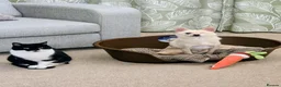 Pomchi dogs for sale: Olaf beautiful Pomchi in Pontefract - Advert 4