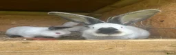 Continental Giant rabbits for sale: Rabbits for sale  - Advert 3