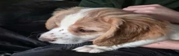 Cocker Spaniel dogs for sale: Working Cocker Spaniels - Advert 1