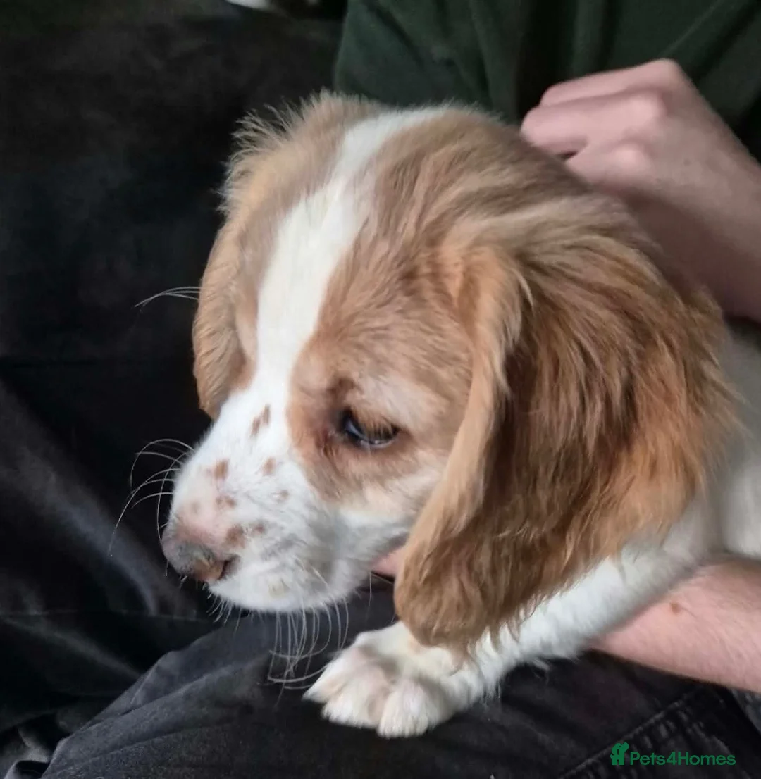 Cocker Spaniel dogs for sale: Working Cocker Spaniels - Advert 1