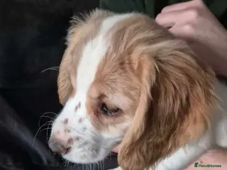 Cocker Spaniel dogs Working Cocker Spaniels - Advert 2