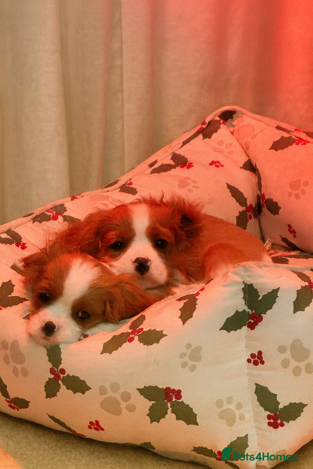Cavalier King Charles Spaniel dogs for sale: King charles cavalier spaniel  - Advert 1