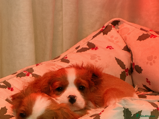 Cavalier King Charles Spaniel dogs King charles cavalier spaniel - Advert 3