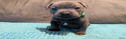 Staffordshire Bull Terrier dogs for sale: KC registered beautiful staffies puppies to sell - Advert 3