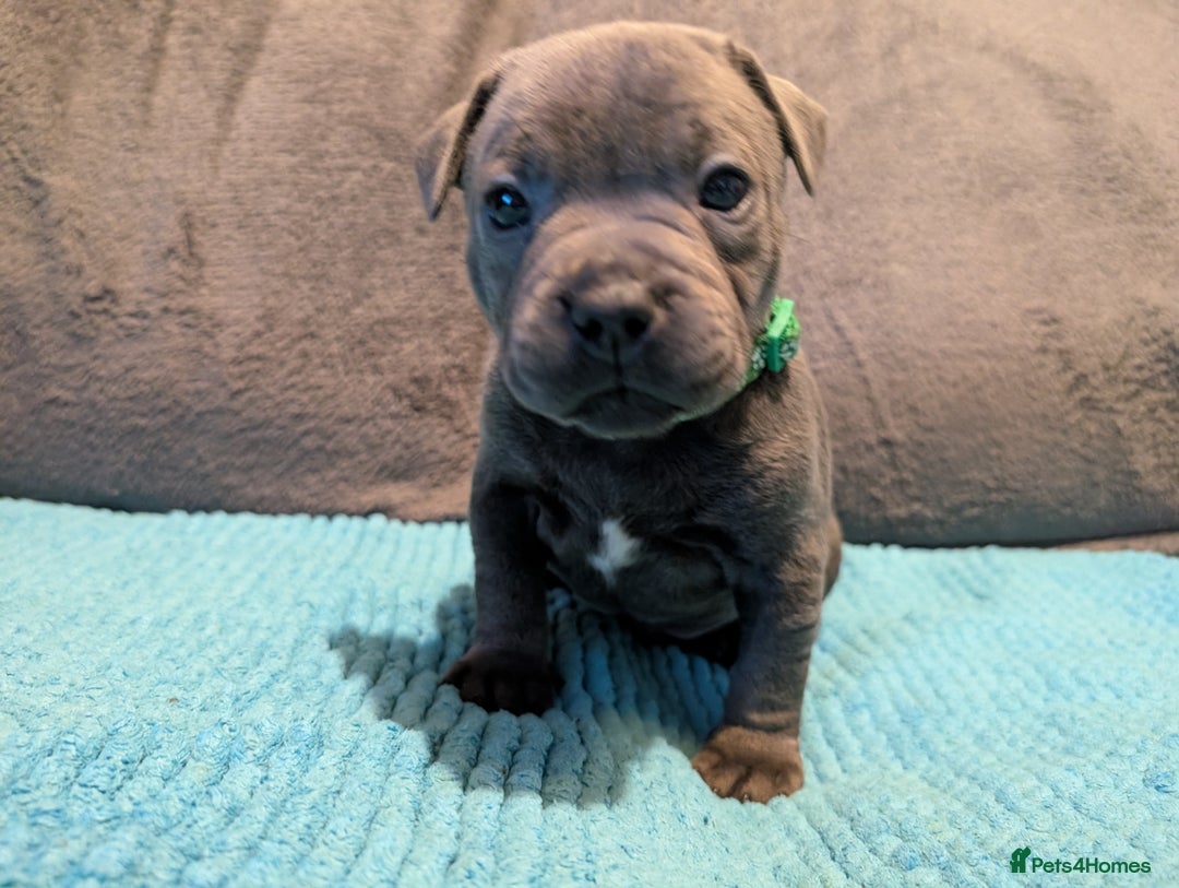 Staffordshire Bull Terrier dogs for sale: KC registered beautiful staffies puppies to sell - Advert 3