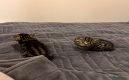 British Shorthair cats for sale: 4 Beautiful British Shorthair cross Kittens  - Image 29