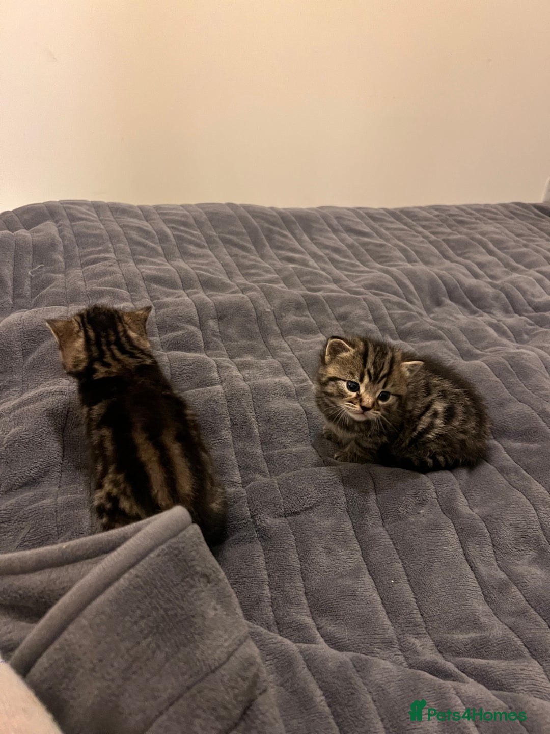 British Shorthair cats for sale: 4 Beautiful British Shorthair cross Kittens  - Image 29