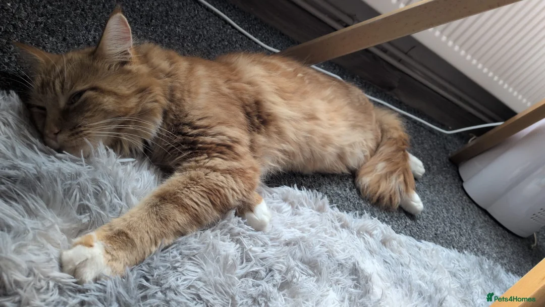 Mixed Breed cats for sale: READY TO GO little half Maine Coon kittens  - Advert 9