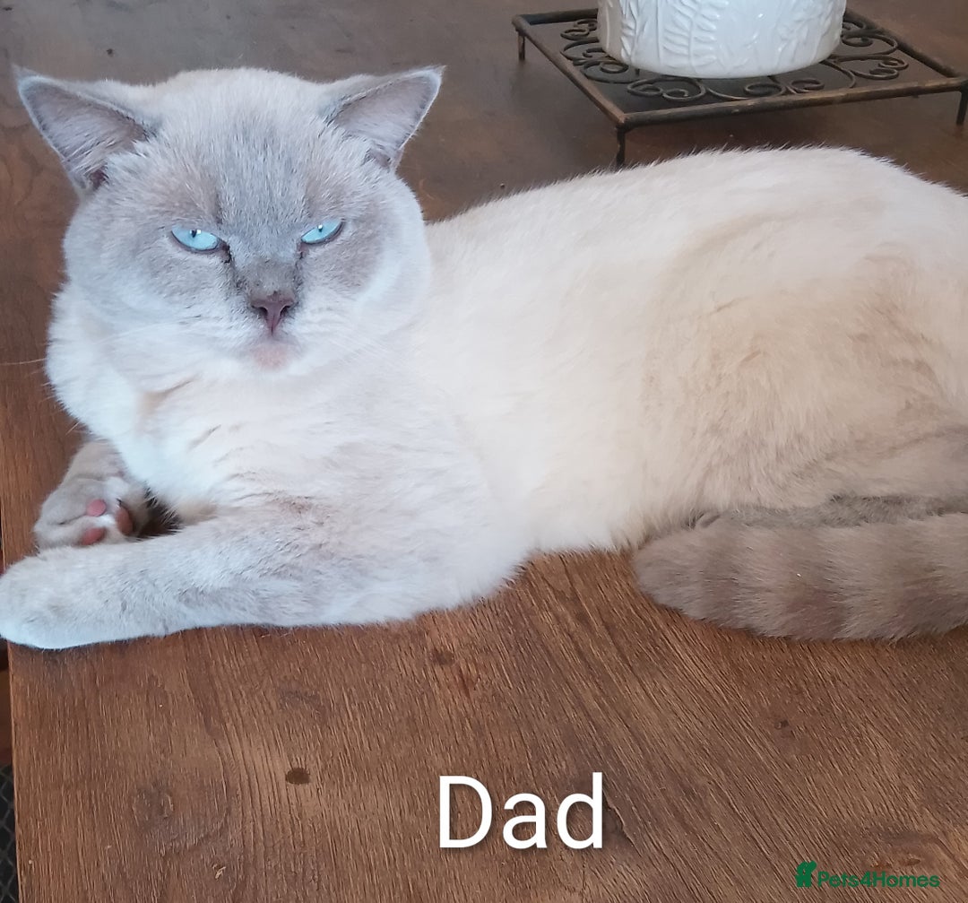 Ragdoll cats for sale: 4 stunning ragdoll kittens left - Image 16