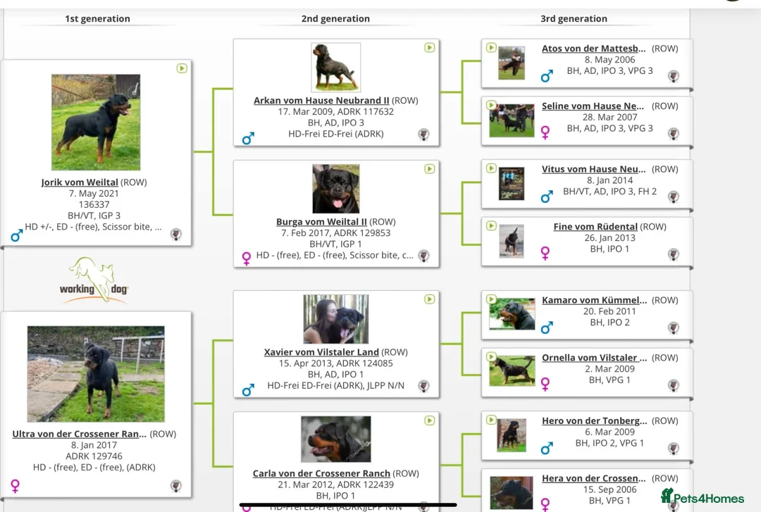 Rottweiler dogs for sale: Female Rottweiler 16 months old for show& breeding - Advert 9