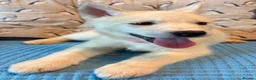 Siberian Husky dogs for sale: White Girl Husky ready to find her forever home - Advert 17