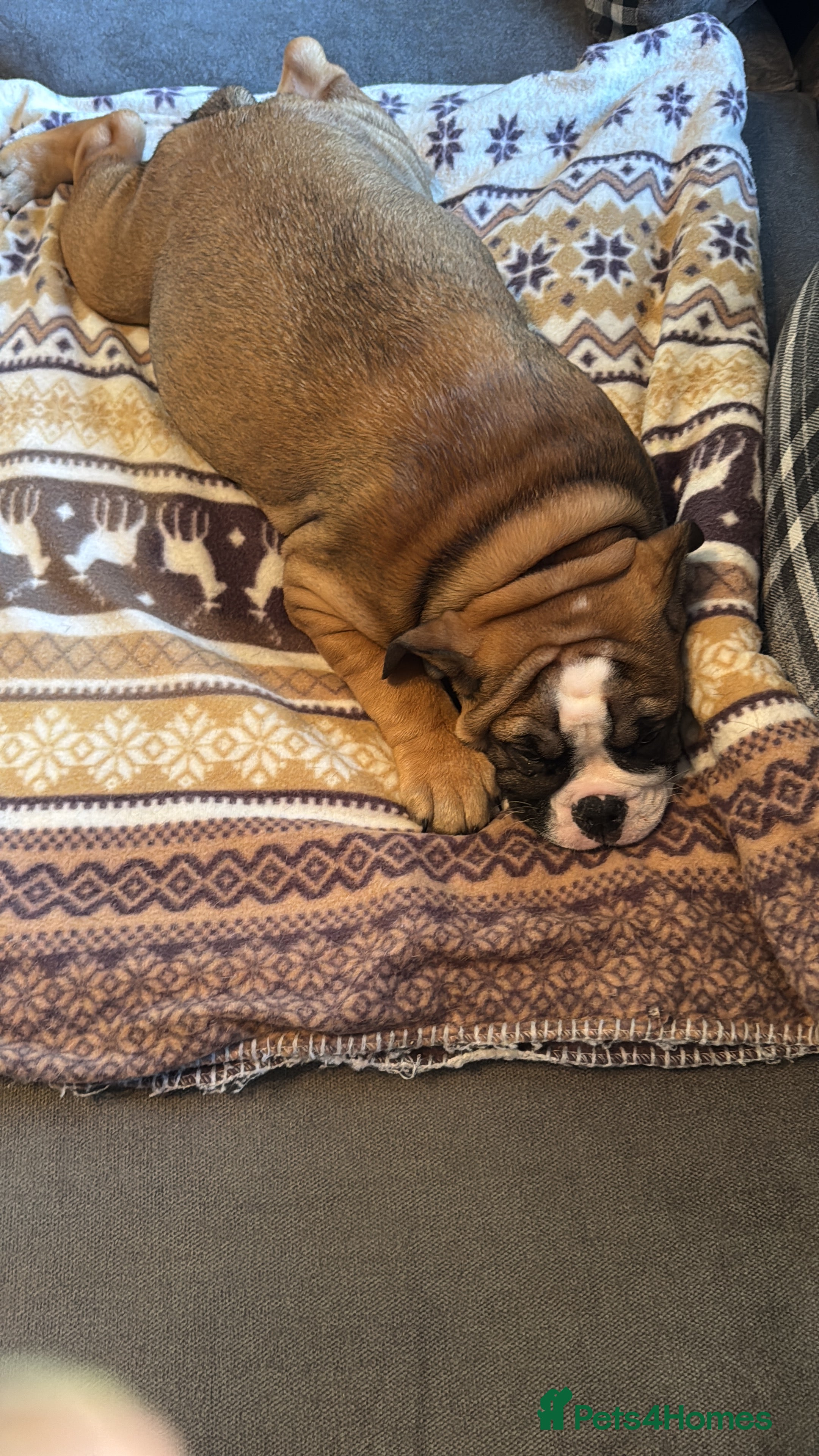 English Bulldog dogs New England Bulldogs - Advert 6