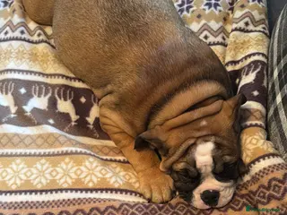 English Bulldog dogs New England Bulldogs - Advert 6