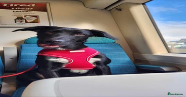 Mixed Breed dogs - Advert 15