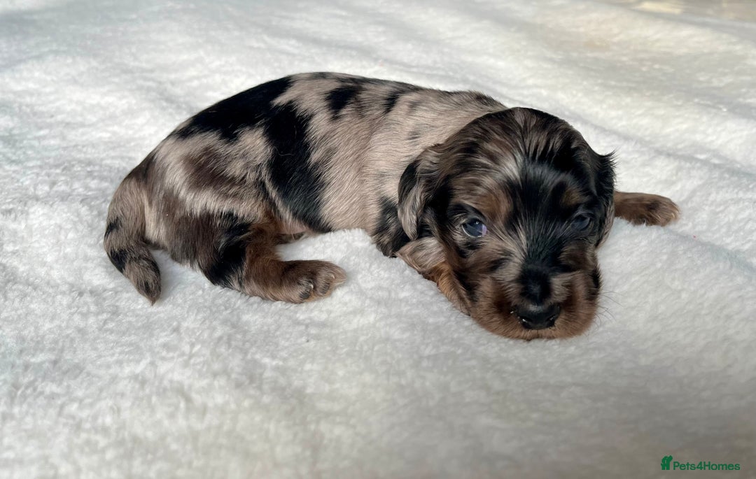 Miniature Dachshund dogs for sale: KC Long Hair Mini Dachshunds  - Advert 13