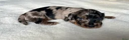Miniature Dachshund dogs for sale: KC Long Hair Mini Dachshunds  - Advert 15