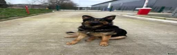 German Shepherd dogs for sale: 2 Year old German shepherd  in Havant - Advert 6