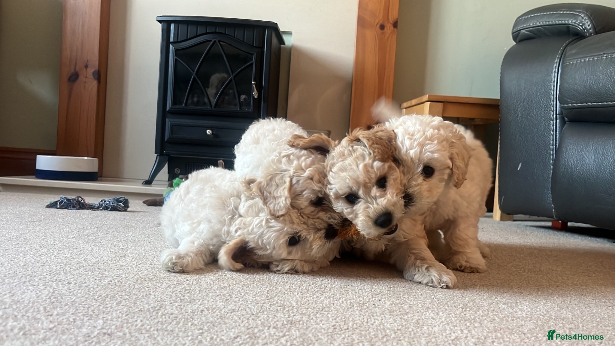Mixed Breed dogs Cockapoochon Puppies - Advert 9