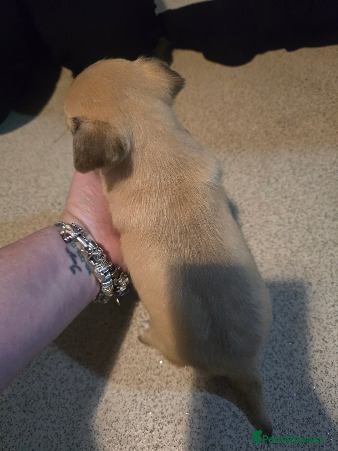 Chihuahua dogs for sale: Chihuahua puppies for sale  - Advert 7