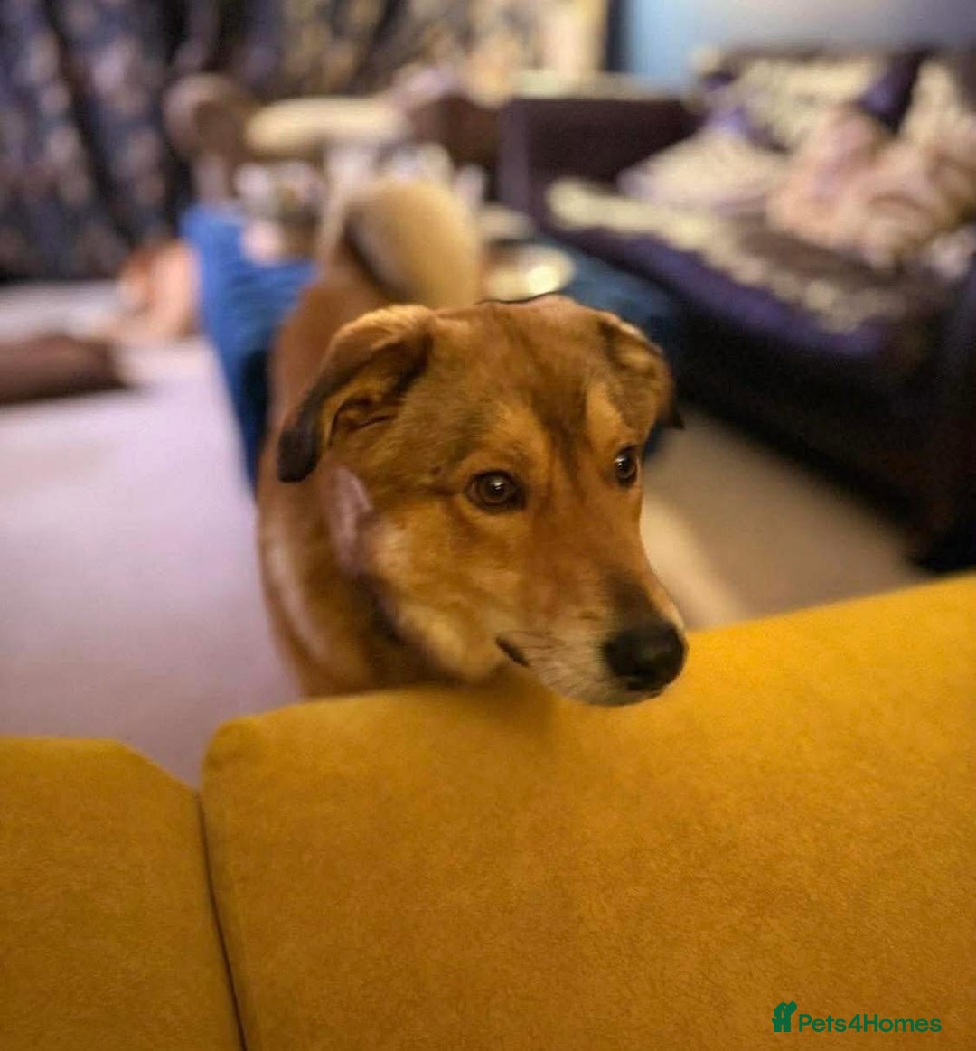 Mixed Breed dogs for adoption: Fox - Milton Keynes  - Advert 20
