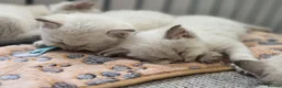 British Shorthair cats for sale: Beautiful White British Shorthair adorable Kittens - Advert 23