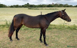 Riding pony horses for sale: 3 Year old Riding/ show pony gelding  - Image 2