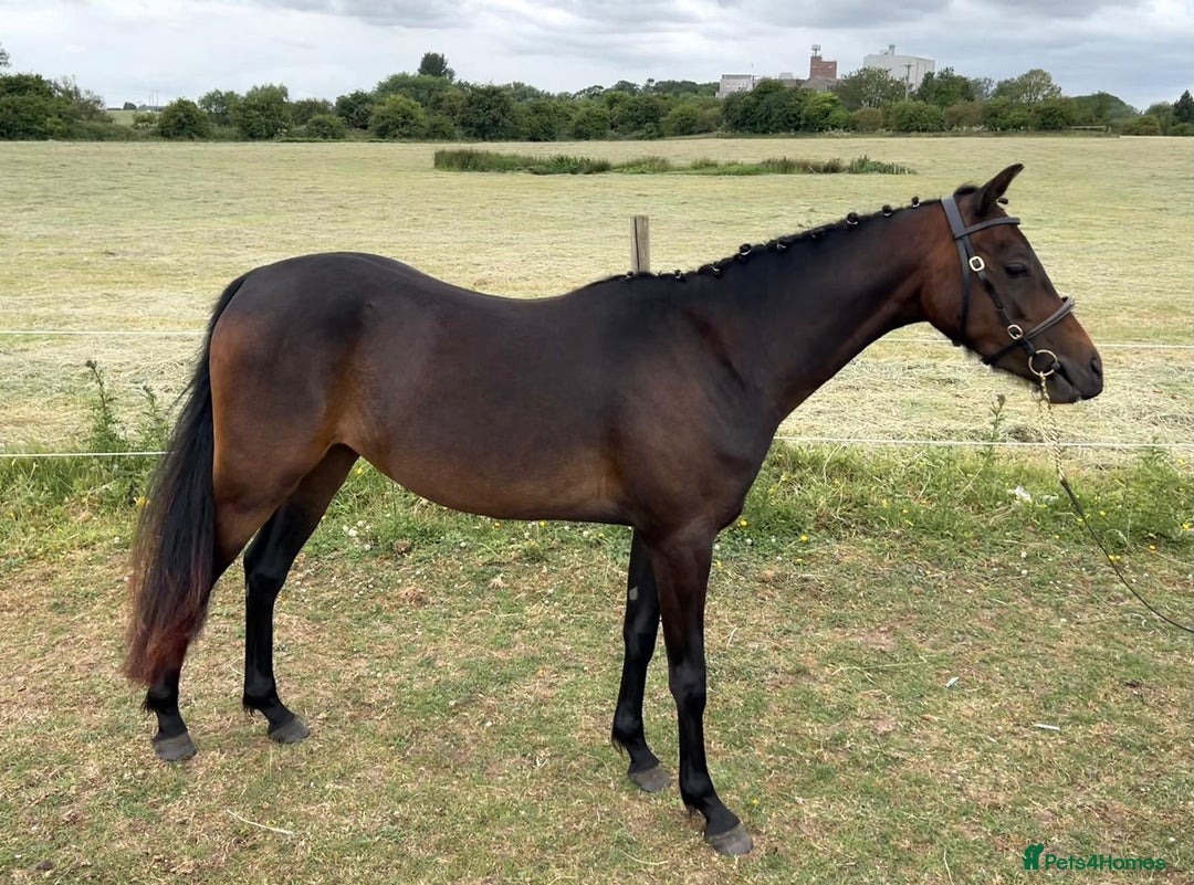 Riding pony horses for sale: 3 Year old Riding/ show pony gelding  - Image 2