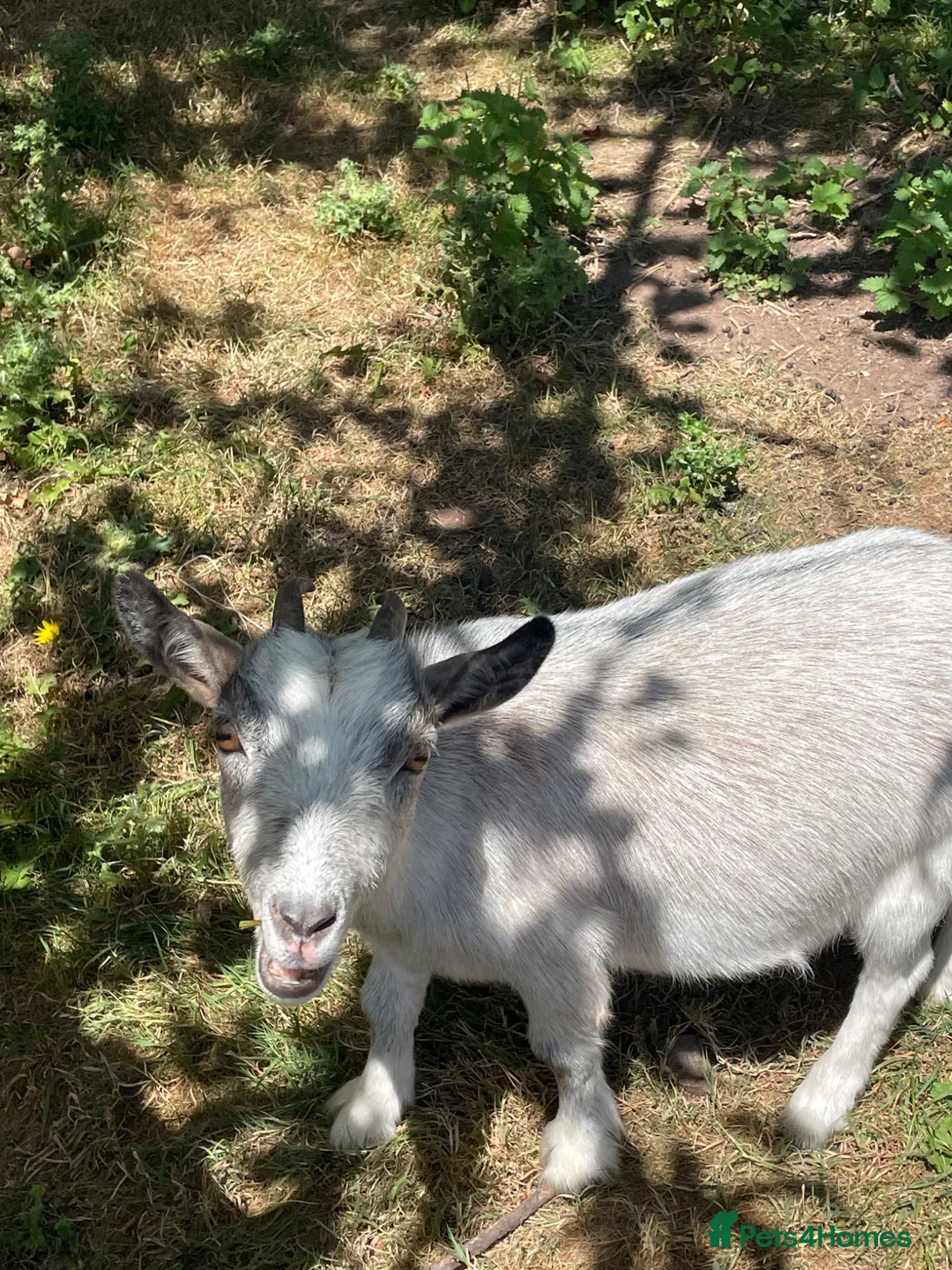 Goats livestock for sale: Pygmy Goats for sale in Worcester - Advert 2