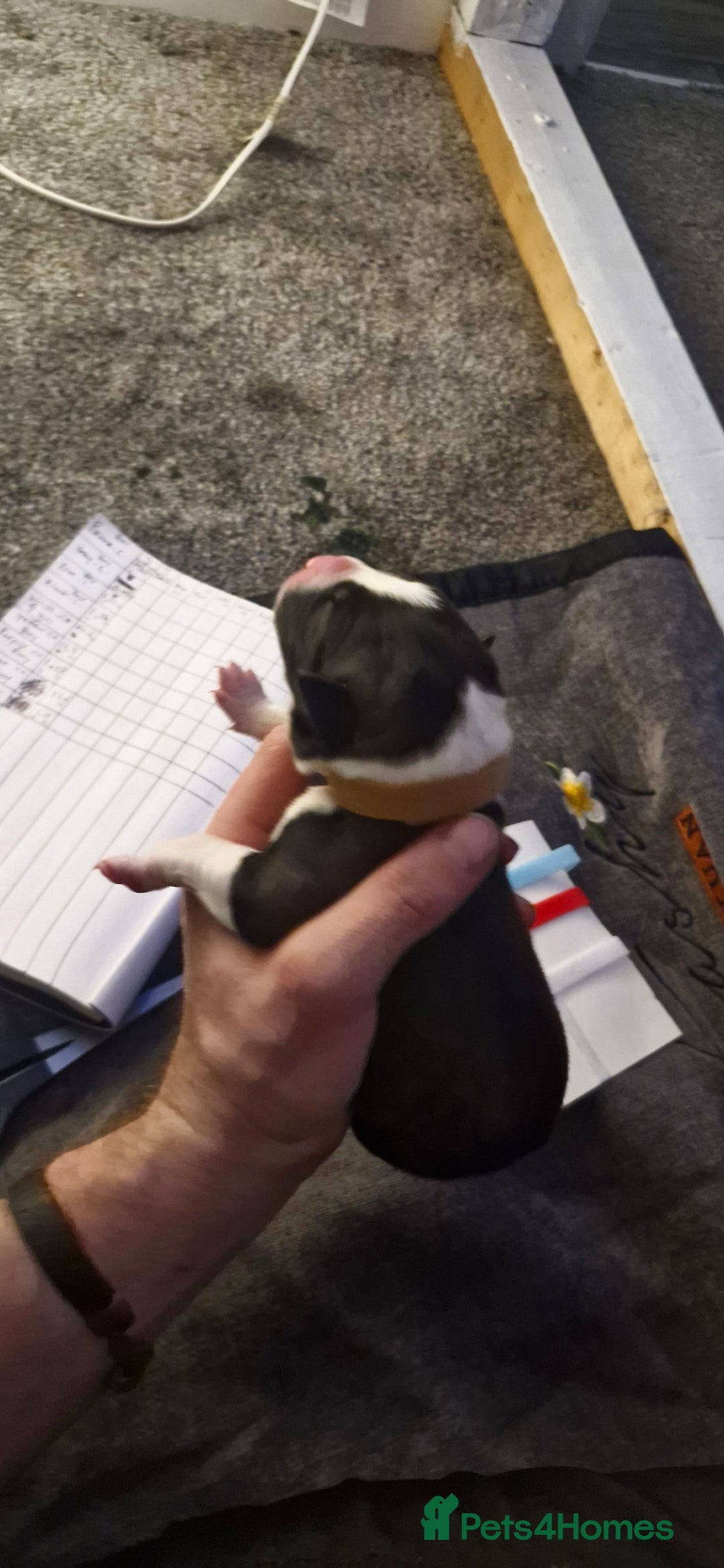 Mixed Breed dogs for sale: Bull grehound x collie (bull lurchers) - Advert 2