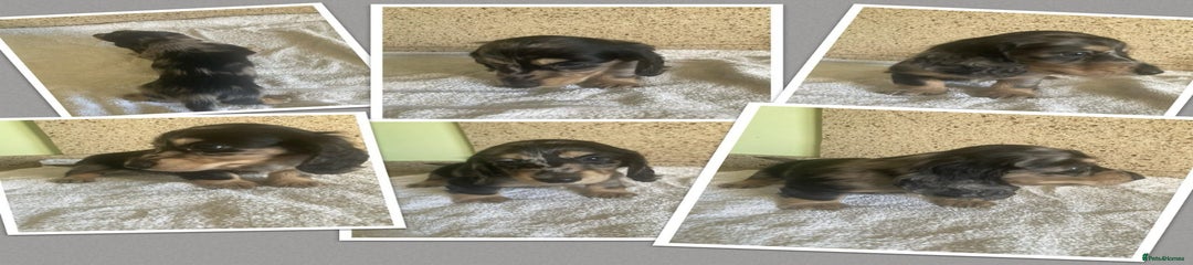 Miniature Dachshund Puppy 2