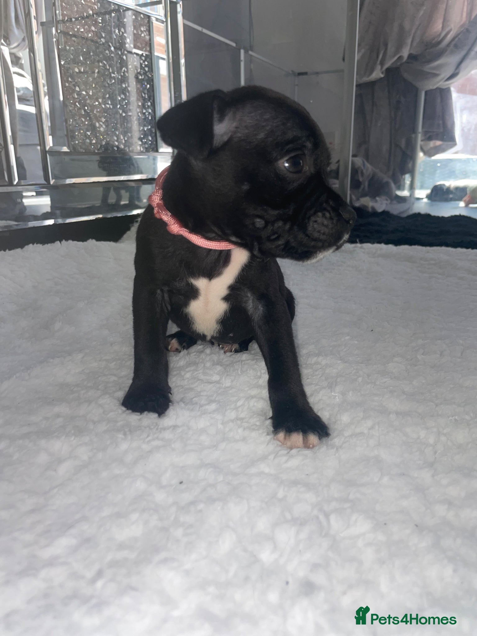 Staffordshire Bull Terrier dogs 6 stunning KC registered Staffy puppy’s  - Advert 6