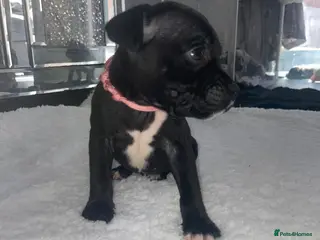 Staffordshire Bull Terrier dogs 6 stunning KC registered Staffy puppy’s - Advert 6