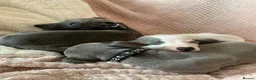 Whippet dogs for sale: Blue Kennel Club Registered Whippet pups - Advert 16