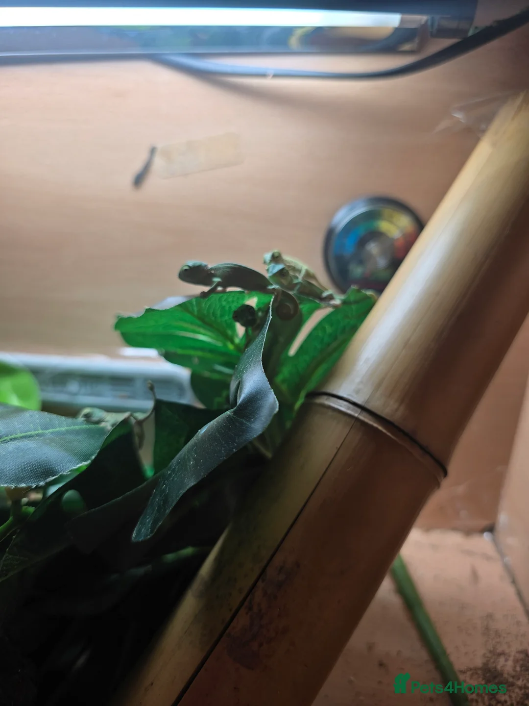 Chameleon reptiles for sale: veiled chameleon - Advert 14