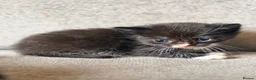 Russian Blue cats for sale: Russian blue x bengal kittens  - Advert 12