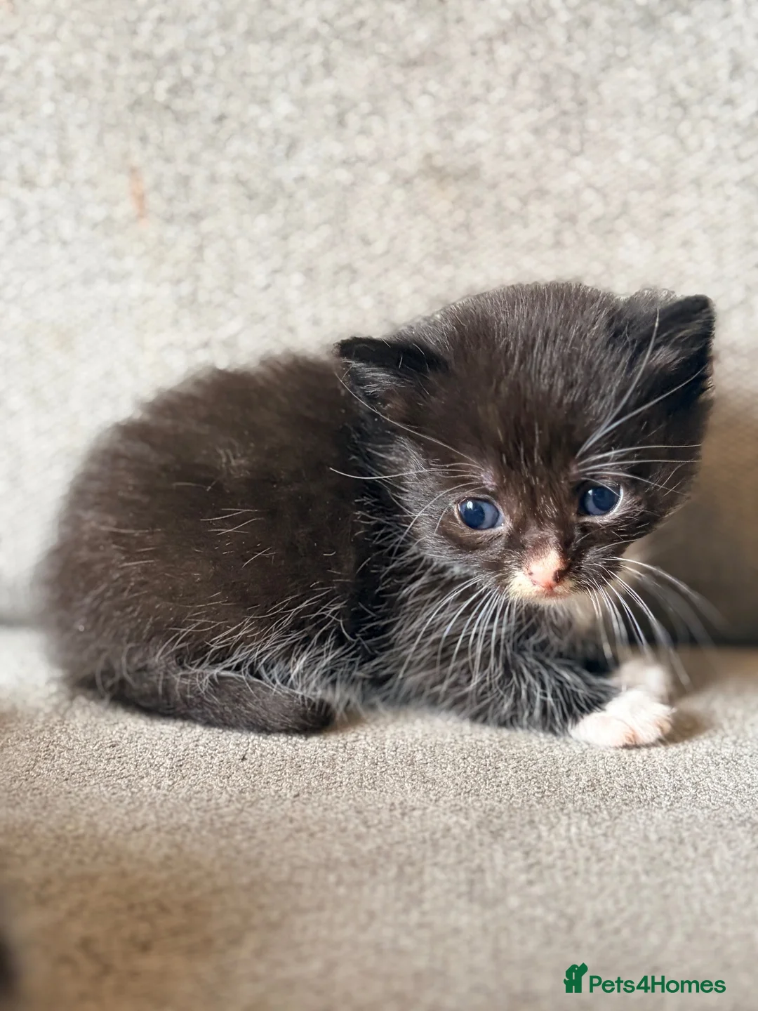 Russian Blue cats for sale: Russian blue x bengal kittens  - Advert 12