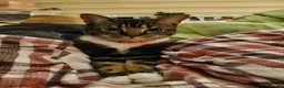 Mixed Breed cats for sale: Cupcake and Pudding - 2yo sibling cats - Advert 4