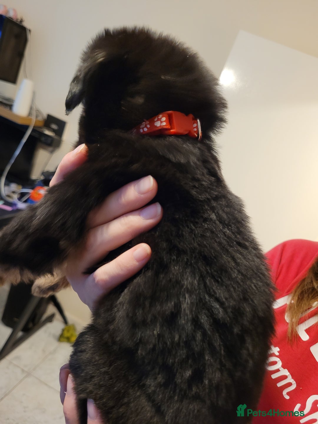 Mixed Breed dogs for sale: German Shepherd X Labrador  - Image 15