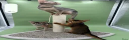 Abyssinian cats for sale: Three Abyssinian sisters looking for a new home - Advert 5