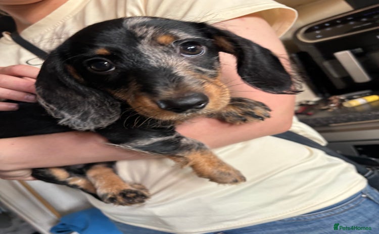 Miniature Dachshund dogs in Harrogate - Advert 2