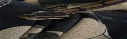 Python Snake reptiles for sale: Royal Python Brian, looking for a new home - Advert 7