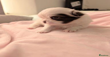Chihuahua dogs - Advert 4