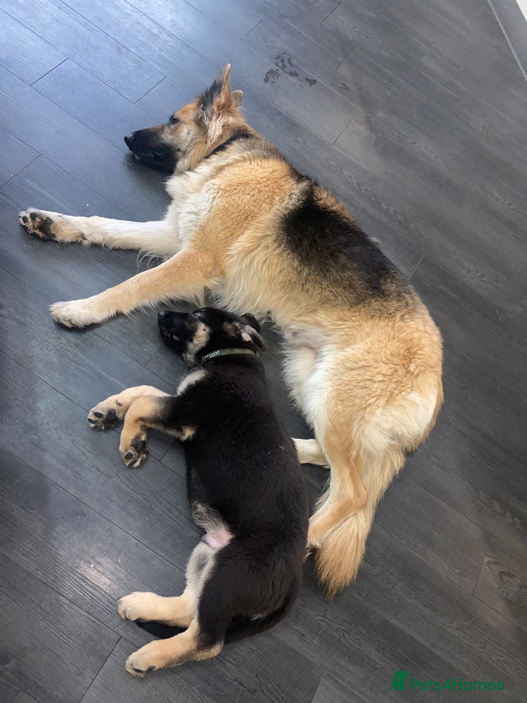 German Shepherd dogs for sale: 1 kc reg German shepherd pup sale 10 weeks old GSP - Advert 4