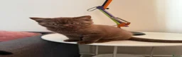 British Shorthair cats for sale: Gccf register British shorthair ready to go! - Advert 18